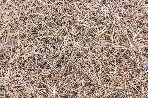 Pine Straw Installation in Lubbock