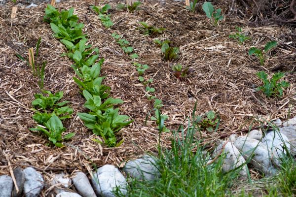 Mulch Service in Lubbock