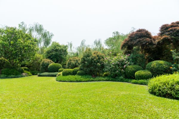 Tree Landscaping in Lubbock