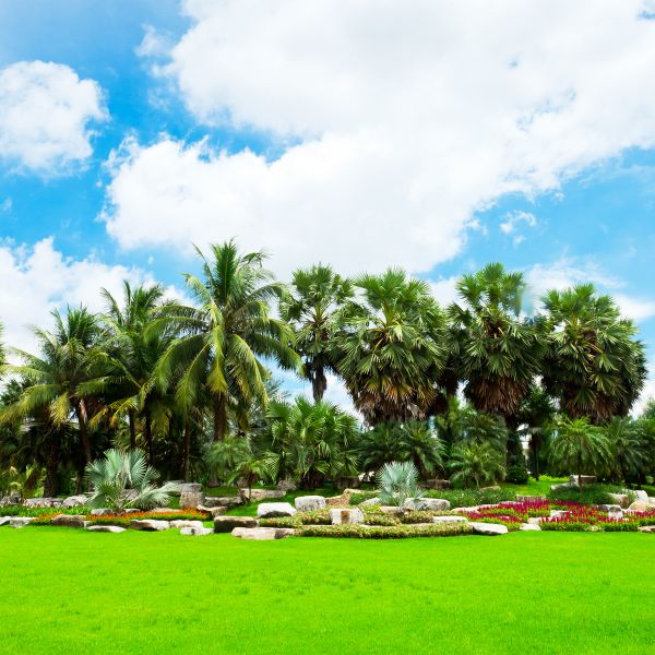 Tropical Landscaping in Lubbock