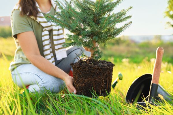 Spruce Tree Planting in Lubbock