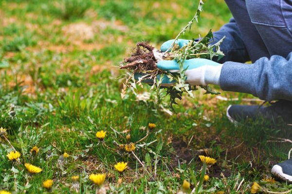 Flower Bed Clearing in Lubbock
