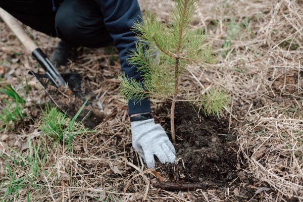 Pine Tree Planting in Lubbock