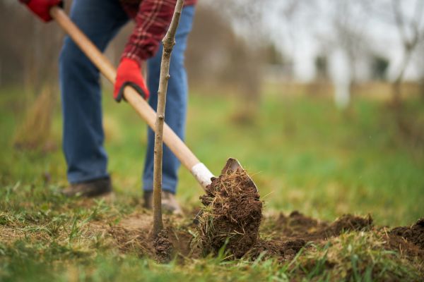 Trees Planting in Lubbock