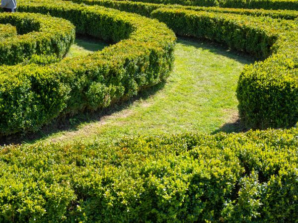 Bush Landscaping in Lubbock