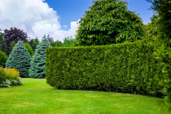 Hedge Landscaping in Lubbock