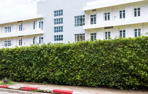 Privacy Landscaping in Lubbock