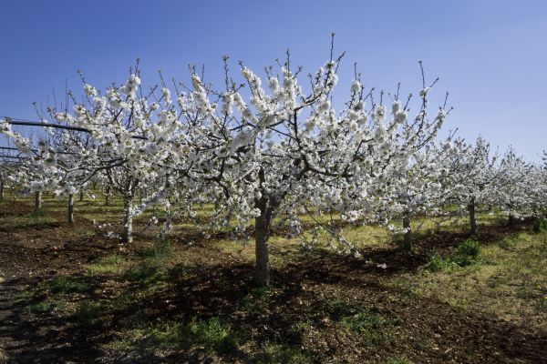 Orchard Planting in Lubbock