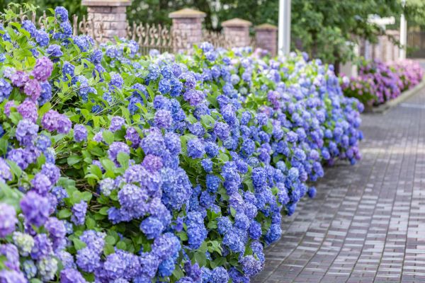 Hydrangea Landscaping in Lubbock