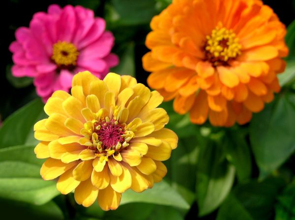 Zinnia Planting in Lubbock