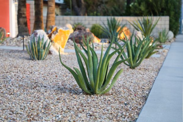 Drought Resistant Landscaping in Lubbock