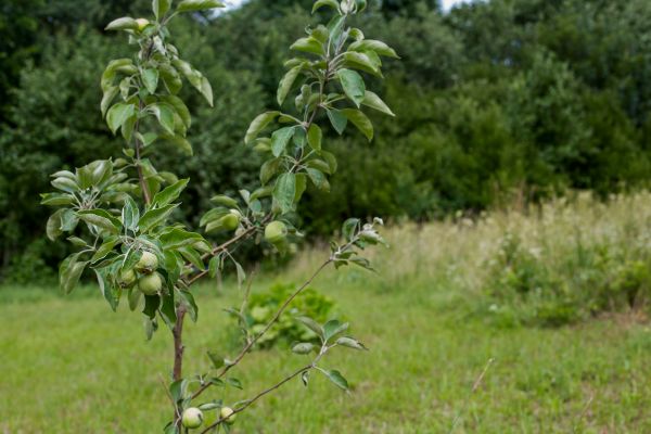 Apple Tree Planting in Lubbock