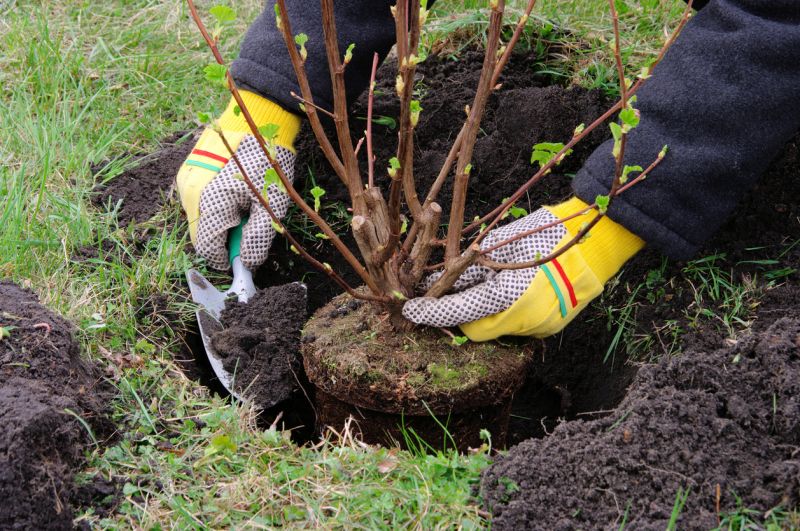 Shrub Installation detail
